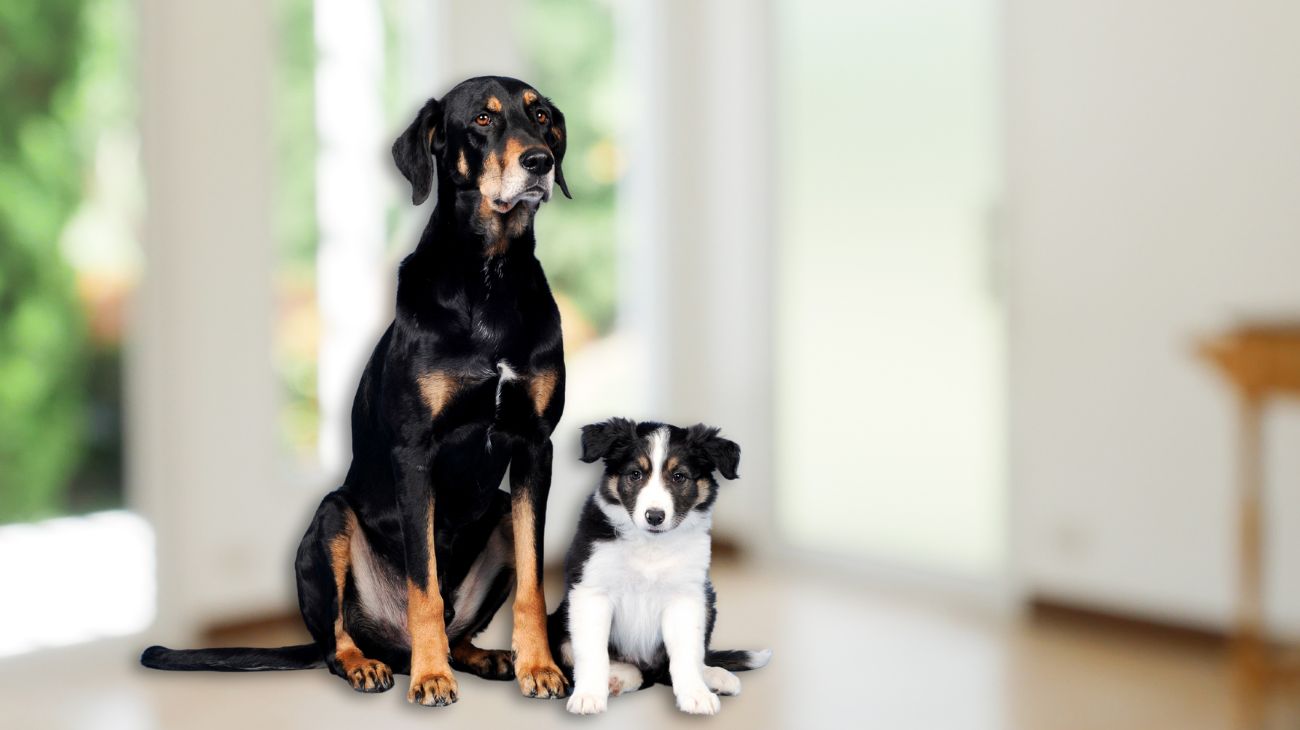 Il tenerissimo cane che ha insegnato al cucciolo come si usa la porta