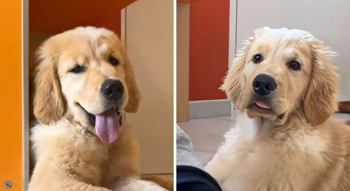 "Il mio Golden Retriever ha una faccia per ogni occasione, questa è la più buffa in assoluto"