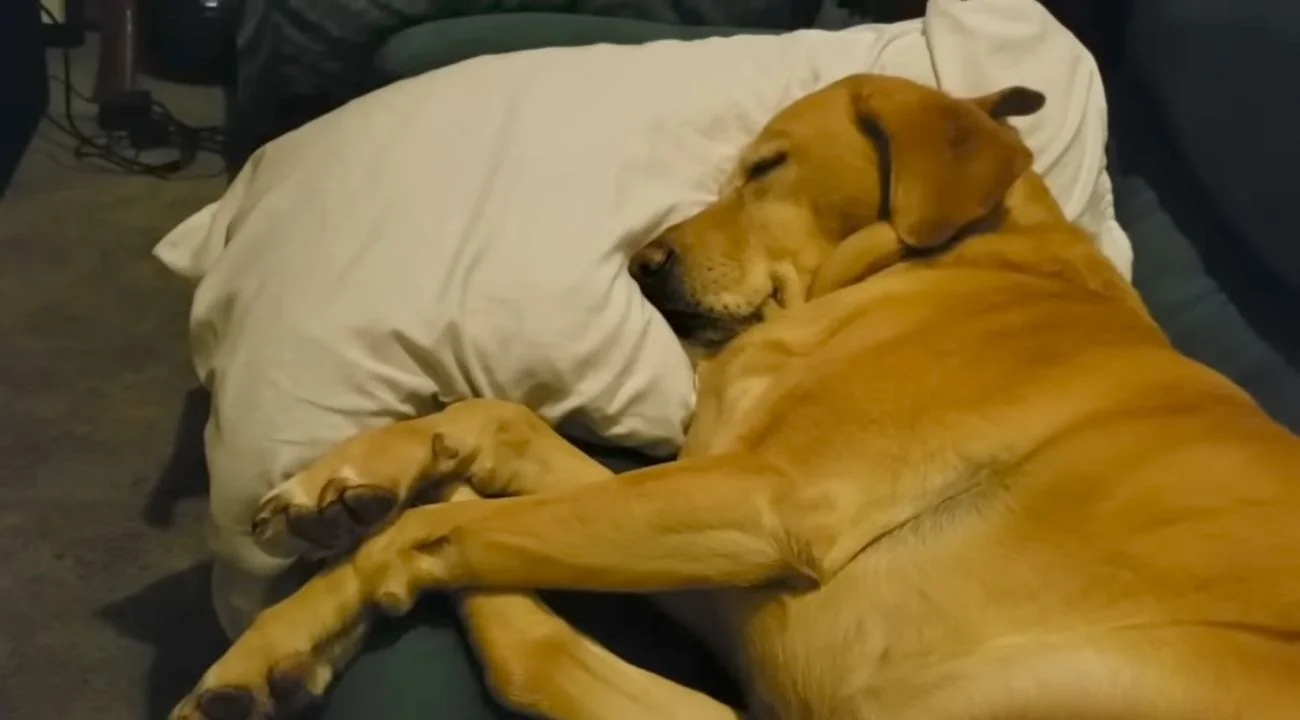 Labrador ha un incubo, la padrona lo sveglia e la sua reazione è adorabile