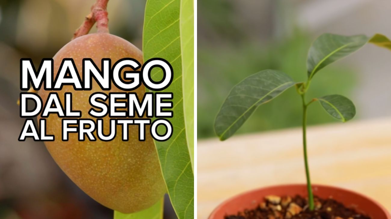 pianta il nocciolo di un mango