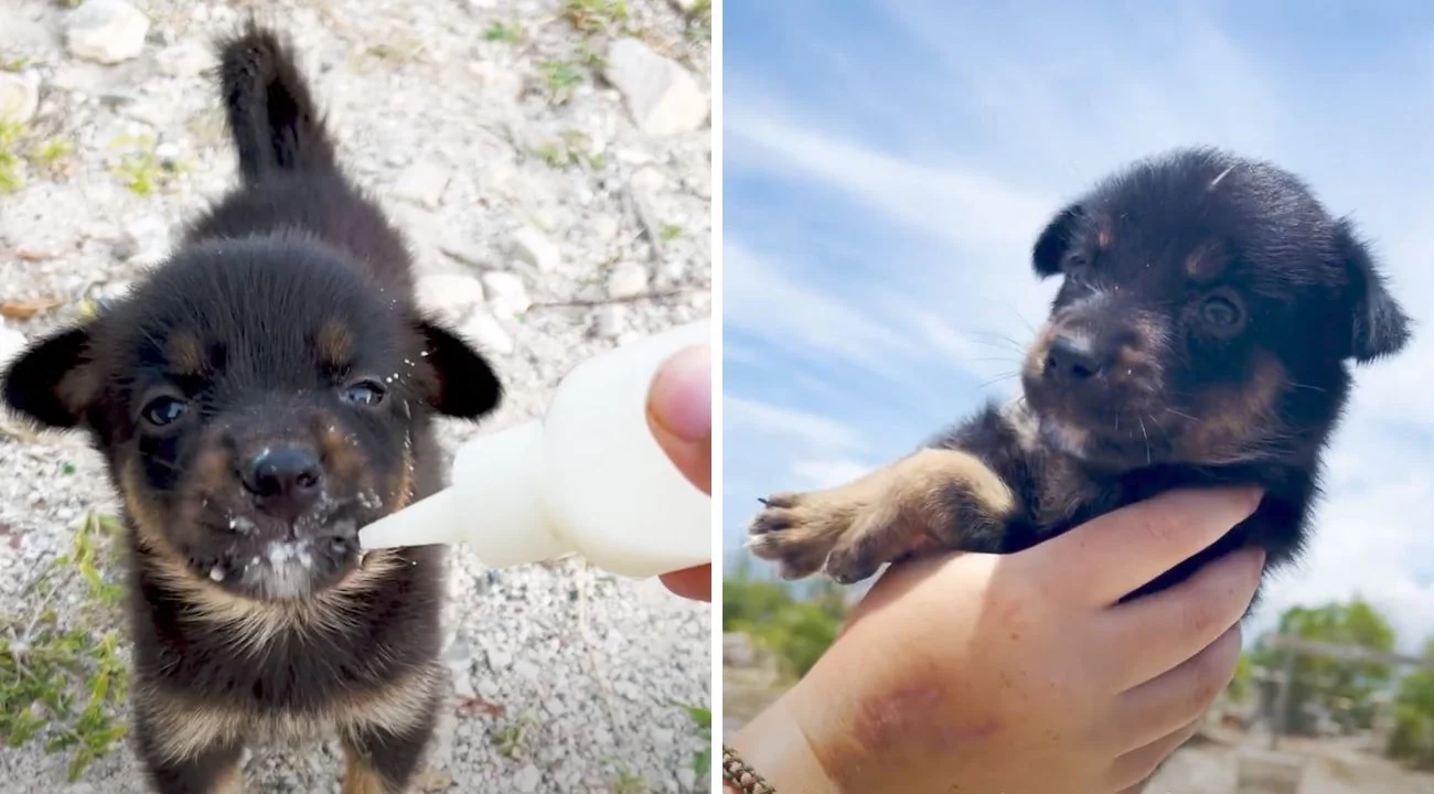 Studentessa trova un cucciolo di cane durante il suo periodo di studio all'estero, poi fa un gesto coraggiosissimo