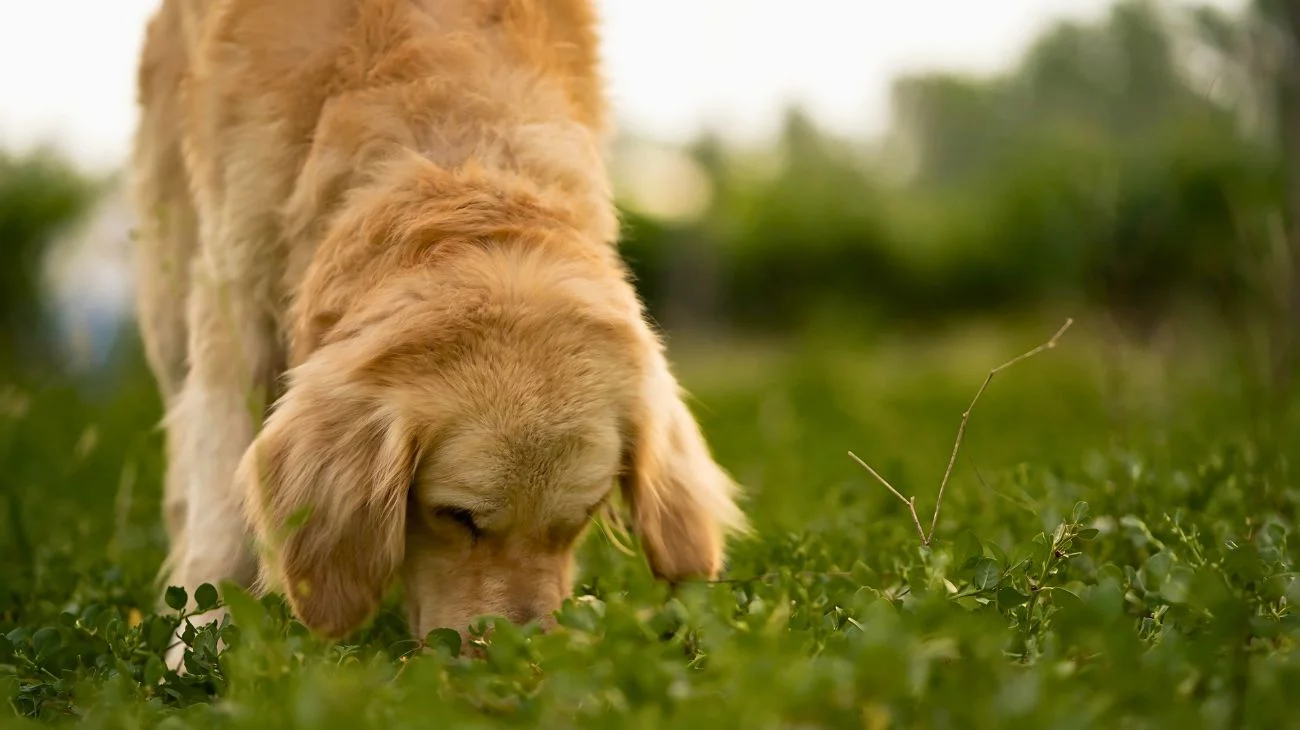 "Non dare mai questa erba al tuo cane: è un veleno", l'avvertimento del nutrizionista