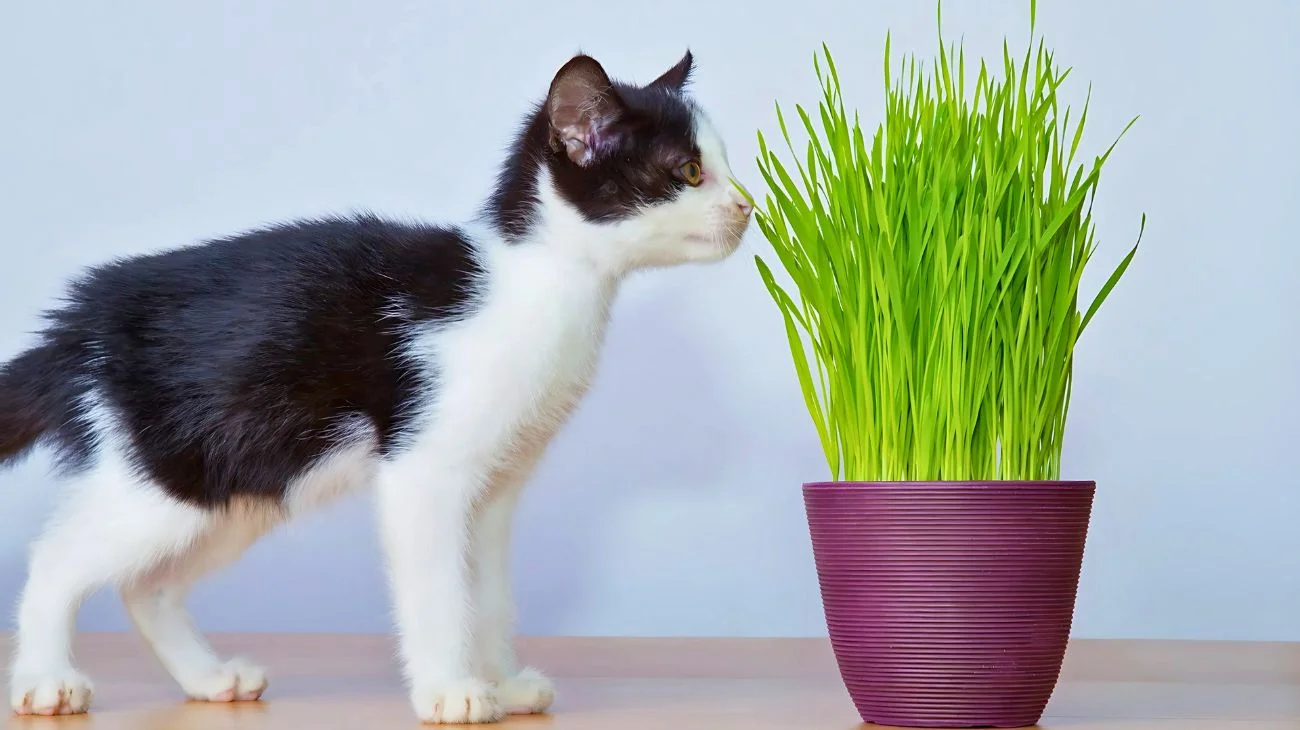 Queste piante possono mettere a rischio la salute dei gatti